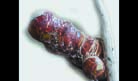 Small Fish